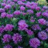 Monarda Blue Schocking